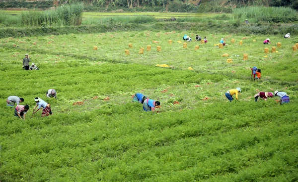 Nông dân khẩn trương thu hoạch để giải phóng đất. Người dân vui mừng vì thành quả lao động sau một vụ mùa vất vả. Mặc dù lần đầu đưa vào trồng thử nghiệm, nhưng chất lượng củ cà rốt được đánh giá đạt yêu cầu. Người dân đổi công giúp nhau thu hoạch. Tranh thủ ngày nghỉ, trẻ nhỏ cũng ra đồng phụ giúp gia đình. Sản phẩm đóng bao sẵn chờ doanh nghiệp đến thu mua. Những củ không đạt tiêu chuẩn được tận dụng làm thức ăn chăn nuôi.