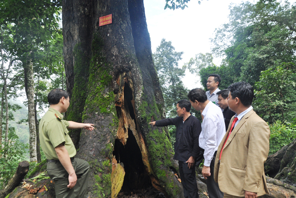 Nhiều câu chuyện huyền bí về "cụ nghiến" trên 600 tuổi.