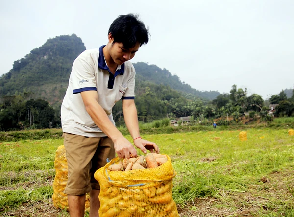 Nông dân Bảo Yên tấp nập thu hoạch cà rốt ảnh 6