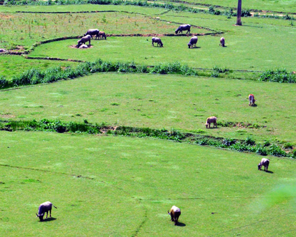 Siết chặt việc sử dụng thuốc bảo vệ thực vật ảnh 1