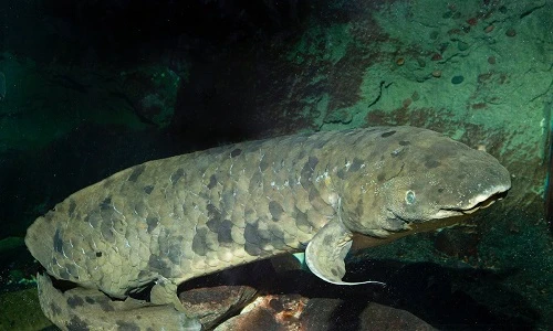 Cụ cá Grandad chết tại thủy cung Shedd ở tuổi 90.