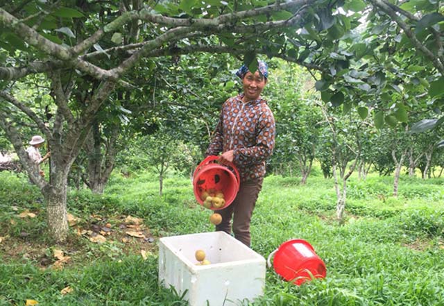 Thương lái đến thu mua tại vườn.