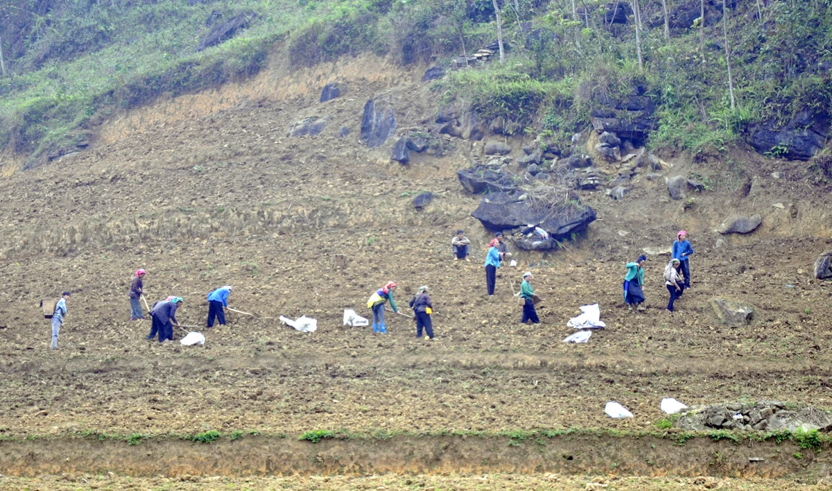 Công việc làm nương, gieo hạt ở vùng cao chủ yếu là phụ nữ đảm nhiệm. Cày nương là việc rất vất vả cần phải có sức khỏe và sự khéo léo. Bừa đất sau khi cày vỡ để gieo hạt. “Đầu cơ nghiệp” đồng hành cùng mùa gieo hạt mới của phụ nữ vùng cao. Người Mông vẫn ví rằng, cưới được vợ khỏe là như trong nhà vừa tậu con trâu tốt, bởi mọi công việc của đàn ông, phụ nữ Mông đều làm rất tốt. Bừa đất tơi xốp sẽ giúp gieo hạt lên nhanh và tốt hơn. Những khoảng đất trống này, sau vài tháng sẽ được phủ xanh bởi ngô, đậu tương.