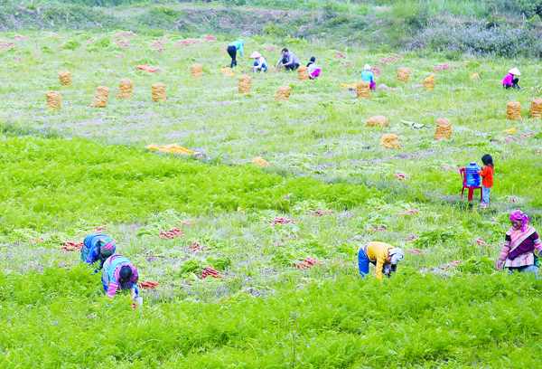 Mô hình trồng cà rốt liên kết với doanh nghiệp tại xã Xuân Thượng. Mô hình trồng cà rốt liên kết với doanh nghiệp tại xã Xuân Thượng.
