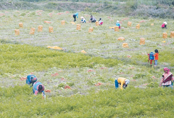 Mô hình trồng cà rốt liên kết với doanh nghiệp tại xã Xuân Thượng. Mô hình trồng cà rốt liên kết với doanh nghiệp tại xã Xuân Thượng.
