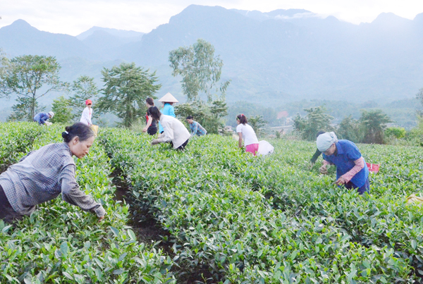 Nông dân huyện Bảo Thắng thu hái chè.