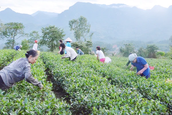 Nông dân huyện Bảo Thắng thu hái chè.