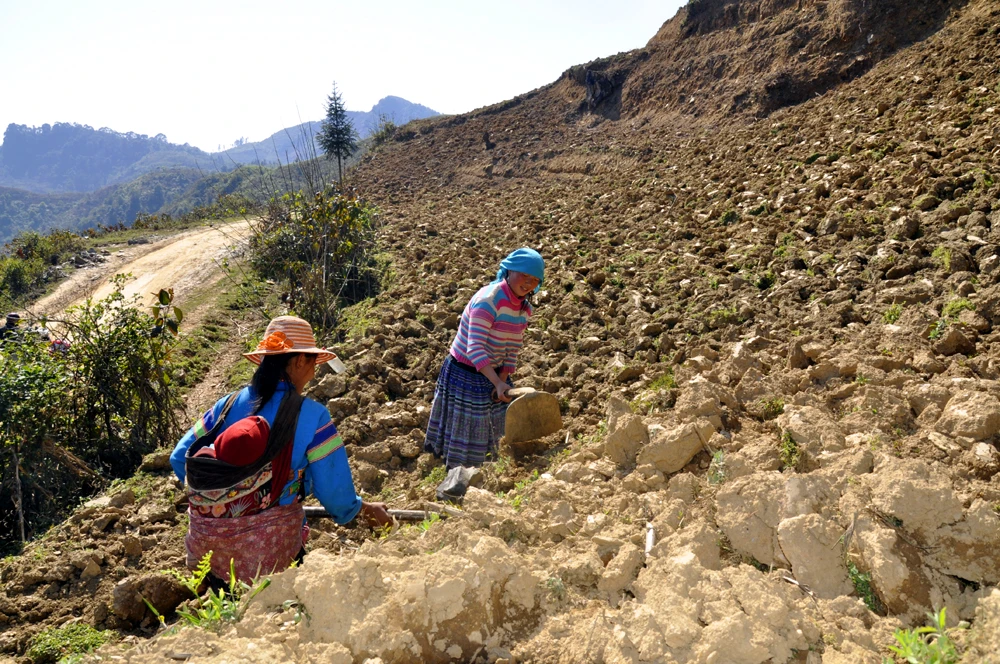 Công việc làm nương, gieo hạt ở vùng cao chủ yếu là phụ nữ đảm nhiệm. Cày nương là việc rất vất vả cần phải có sức khỏe và sự khéo léo. Bừa đất sau khi cày vỡ để gieo hạt. “Đầu cơ nghiệp” đồng hành cùng mùa gieo hạt mới của phụ nữ vùng cao. Người Mông vẫn ví rằng, cưới được vợ khỏe là như trong nhà vừa tậu con trâu tốt, bởi mọi công việc của đàn ông, phụ nữ Mông đều làm rất tốt. Bừa đất tơi xốp sẽ giúp gieo hạt lên nhanh và tốt hơn. Những khoảng đất trống này, sau vài tháng sẽ được phủ xanh bởi ngô, đậu tương.