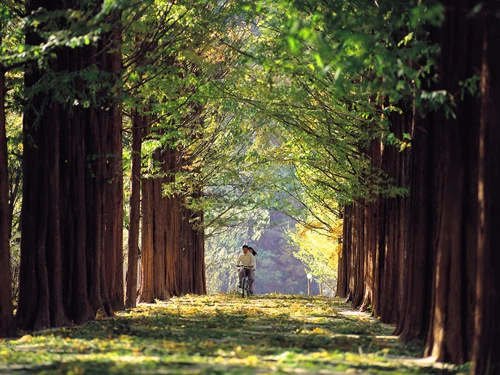Đạp xe giữa những tán cây ngân hạnh tại đảo Nami.