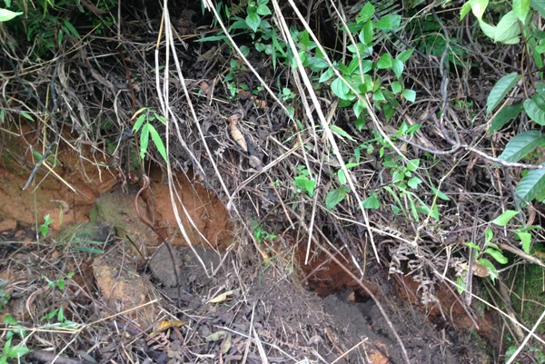 Một điểm nứt trên núi Can Thàng. (Ảnh do Ban Chỉ đạo Phòng, chống thiên tai và Tìm kiếm cứu nạn tỉnh cung cấp). Một điểm nứt trên núi Can Thàng. (Ảnh do Ban Chỉ đạo Phòng, chống thiên tai và Tìm kiếm cứu nạn tỉnh cung cấp).