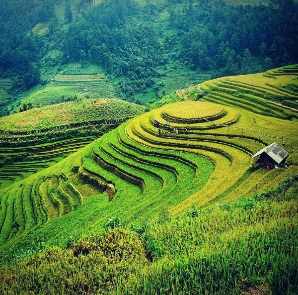 Tháng 9, lúa chưa chín hết nhưng bắt đầu chuyển từ xanh sang vàng rất quyến rũ, đẹp tựa bức tranh màu nước.