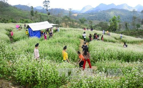 Đông đảo du khách tham quan vườn hoa tam giác mạch trên đỉnh đèo Pha Đin.