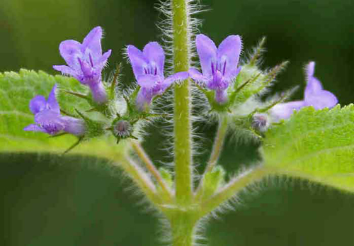 Phân tử từ cây Tía tô giới có khả năng loại bỏ tế bào ung thư vú. Phân tử từ cây Tía tô giới có khả năng loại bỏ tế bào ung thư vú.