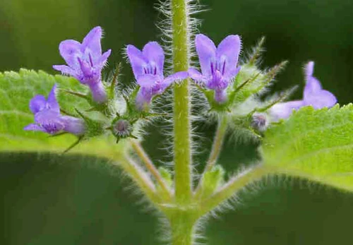 Phân tử từ cây Tía tô giới có khả năng loại bỏ tế bào ung thư vú. Phân tử từ cây Tía tô giới có khả năng loại bỏ tế bào ung thư vú.