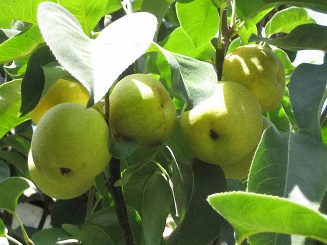 Lê Bắc Hà giòn, ngọt nên được người dùng ưa chuộng.