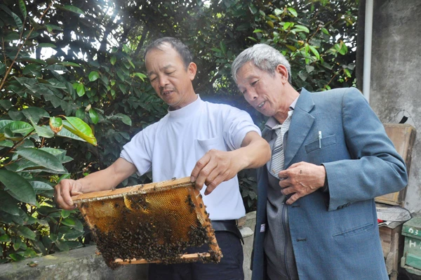 Để có những tổ ong mật, người nuôi ong phải mua của thợ ong hoặc đi hánh ong rừng.
