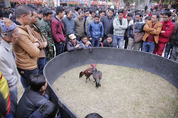 Trò chơi chọi gà vẫn luôn thu hút nhiều khán giả.