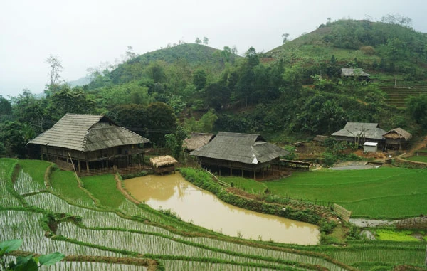 Bản “con ve sầu rừng”. Bản “con ve sầu rừng”.