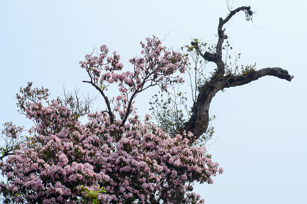 Hoa đỗ quyên hồng chiếm ưu thế trong rừng già Y Tý. Hoa đỗ quyên hồng chiếm ưu thế trong rừng già Y Tý.