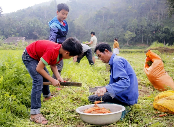 Nông dân Bảo Yên tấp nập thu hoạch cà rốt ảnh 5