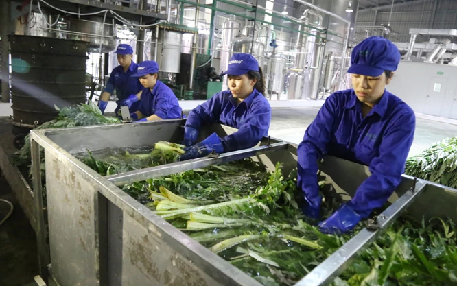Công nhân Công ty TNHH Một thành viên Traphaco Sa Pa chế biến cây dược liệu.