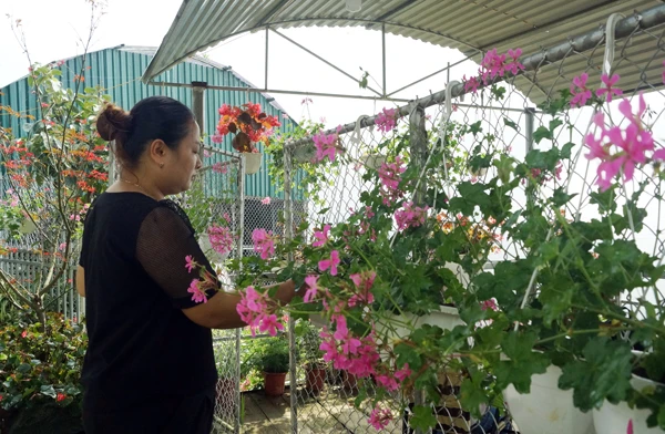 Chị Lan Anh chăm sóc vườn hoa. Chị Lan Anh chăm sóc vườn hoa.