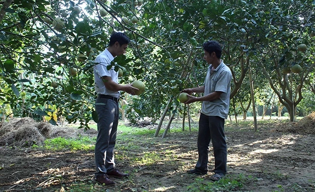 Diện tích trồng bưởi Diễn ở xã Chí Ðám, huyện Ðoan Hùng (Phú Thọ) đang mang lại hiệu quả kinh tế cao.