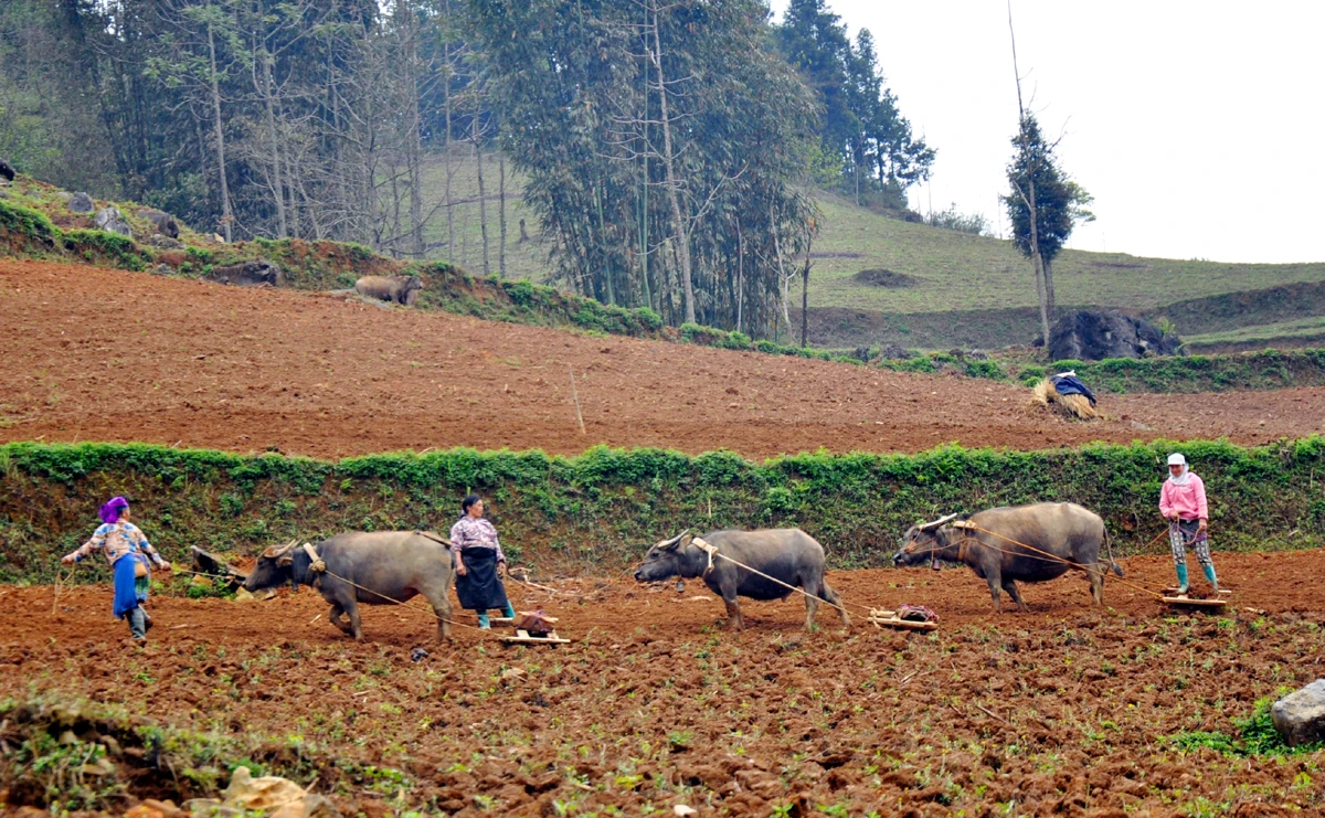 Công việc làm nương, gieo hạt ở vùng cao chủ yếu là phụ nữ đảm nhiệm. Cày nương là việc rất vất vả cần phải có sức khỏe và sự khéo léo. Bừa đất sau khi cày vỡ để gieo hạt. “Đầu cơ nghiệp” đồng hành cùng mùa gieo hạt mới của phụ nữ vùng cao. Người Mông vẫn ví rằng, cưới được vợ khỏe là như trong nhà vừa tậu con trâu tốt, bởi mọi công việc của đàn ông, phụ nữ Mông đều làm rất tốt. Bừa đất tơi xốp sẽ giúp gieo hạt lên nhanh và tốt hơn. Những khoảng đất trống này, sau vài tháng sẽ được phủ xanh bởi ngô, đậu tương.