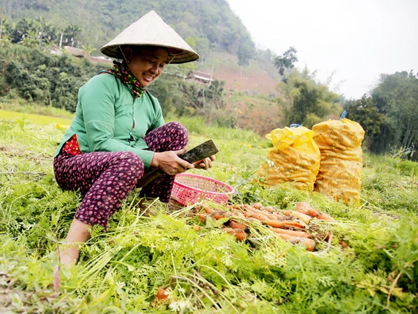 Nông dân Bảo Yên tấp nập thu hoạch cà rốt ảnh 2