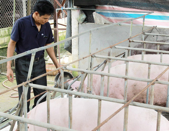 Gia đình ông Bùi Văn Nam giảm quy mô nuôi lợn nái sinh sản.