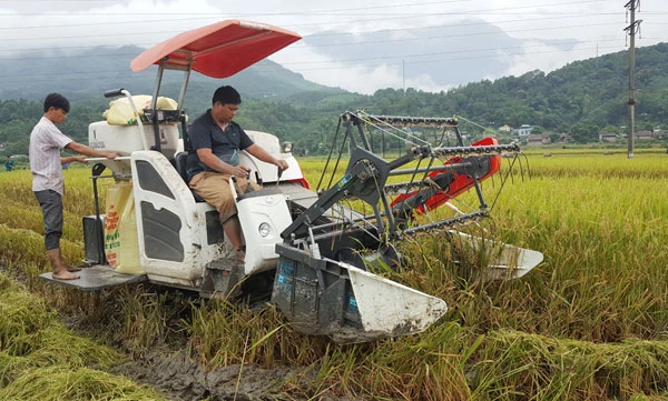Đưa máy gặt đập liên hợp vào thu hoạch lúa giống trên cánh đồng thôn Tân Bảo, xã Bản Qua.