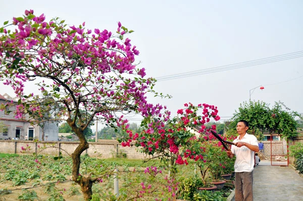 Gia đình anh Đỗ Trọng Long làm giàu nhờ nghề trồng cây cảnh.
