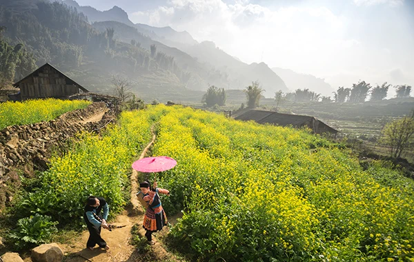 Sa Pa mùa hoa cải vàng.