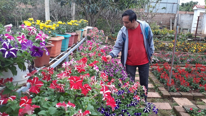 Chăm sóc hoa trồng trong nhà lưới tại Công ty Hoa cảnh Cao Nguyên (Mộc Châu, Sơn La). Chăm sóc hoa trồng trong nhà lưới tại Công ty Hoa cảnh Cao Nguyên (Mộc Châu, Sơn La).