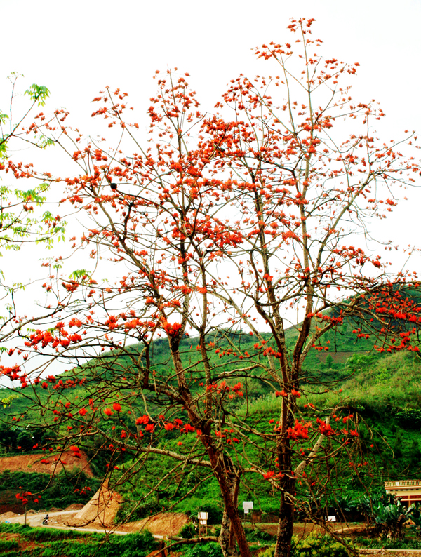 Cây gạo - biểu tượng sự trù phú và thanh cao của vùng đất biên cương. Cây gạo - biểu tượng sự trù phú và thanh cao của vùng đất biên cương.