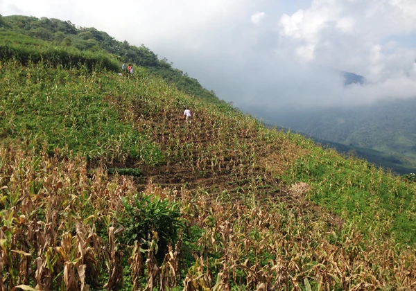 Khu vực sườn núi có nguy cơ sạt lở. (Ảnh do Ban Chỉ đạo Phòng, chống thiên tai và Tìm kiếm cứu nạn tỉnh cung cấp). Khu vực sườn núi có nguy cơ sạt lở. (Ảnh do Ban Chỉ đạo Phòng, chống thiên tai và Tìm kiếm cứu nạn tỉnh cung cấp).