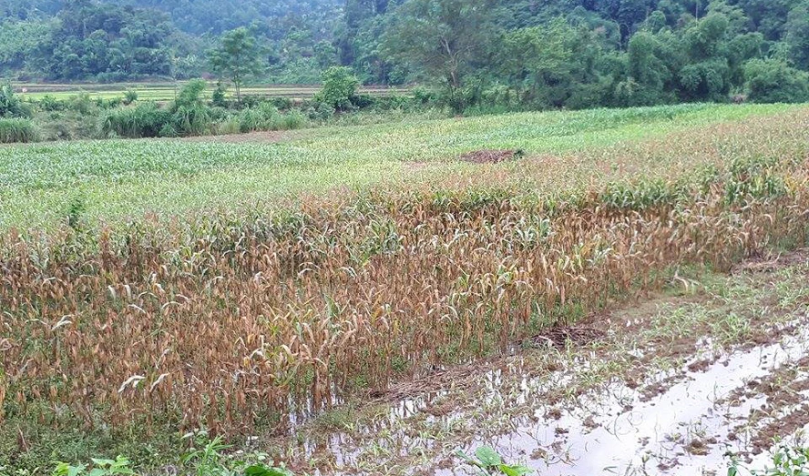 Diện tích ngô bị ngập đang khô héo.