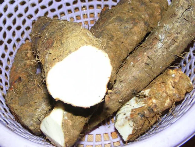 Củ mài có tác dụng bổ tỳ vị.