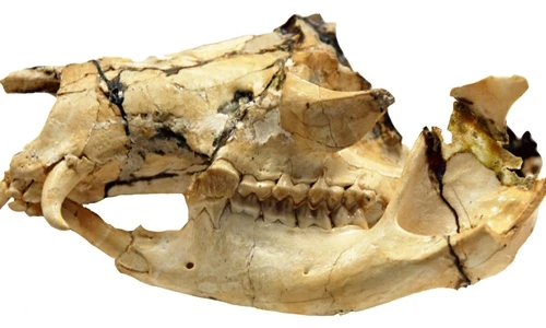 Hóa thạch đầu của một con balbarid được phát hiện tại Queensland, Australia.