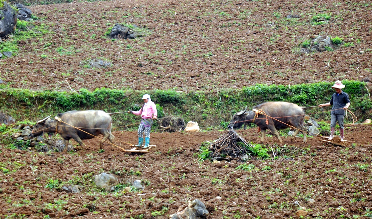 Công việc làm nương, gieo hạt ở vùng cao chủ yếu là phụ nữ đảm nhiệm. Cày nương là việc rất vất vả cần phải có sức khỏe và sự khéo léo. Bừa đất sau khi cày vỡ để gieo hạt. “Đầu cơ nghiệp” đồng hành cùng mùa gieo hạt mới của phụ nữ vùng cao. Người Mông vẫn ví rằng, cưới được vợ khỏe là như trong nhà vừa tậu con trâu tốt, bởi mọi công việc của đàn ông, phụ nữ Mông đều làm rất tốt. Bừa đất tơi xốp sẽ giúp gieo hạt lên nhanh và tốt hơn. Những khoảng đất trống này, sau vài tháng sẽ được phủ xanh bởi ngô, đậu tương.