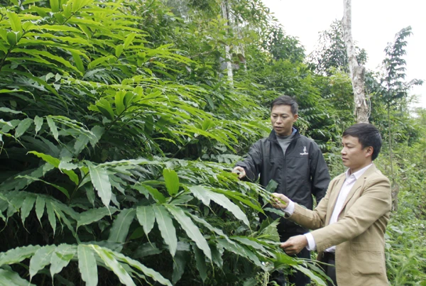 Người dân Bát Xát mở rộng diện tích trồng cây sa nhân tím.