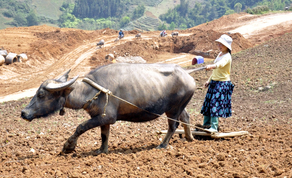 Công việc làm nương, gieo hạt ở vùng cao chủ yếu là phụ nữ đảm nhiệm. Cày nương là việc rất vất vả cần phải có sức khỏe và sự khéo léo. Bừa đất sau khi cày vỡ để gieo hạt. “Đầu cơ nghiệp” đồng hành cùng mùa gieo hạt mới của phụ nữ vùng cao. Người Mông vẫn ví rằng, cưới được vợ khỏe là như trong nhà vừa tậu con trâu tốt, bởi mọi công việc của đàn ông, phụ nữ Mông đều làm rất tốt. Bừa đất tơi xốp sẽ giúp gieo hạt lên nhanh và tốt hơn. Những khoảng đất trống này, sau vài tháng sẽ được phủ xanh bởi ngô, đậu tương.
