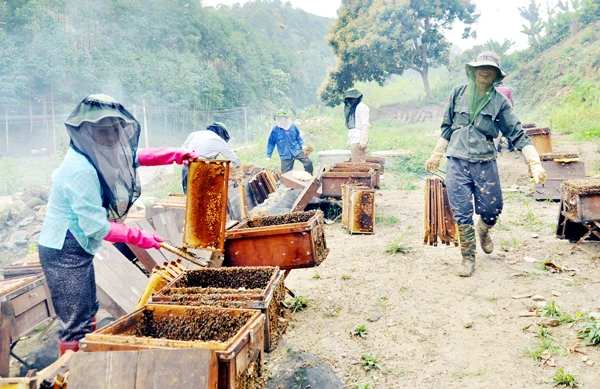 Nghề nuôi ong mang lại thu nhập cao cho nhiều hộ dân.