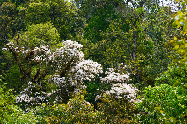 Rực rỡ hoa đỗ quyên ở Y Tý. Rực rỡ hoa đỗ quyên ở Y Tý.