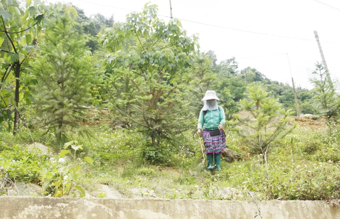Người dân phun thuốc diệt cỏ ở khu vực rừng trồng. Người dân phun thuốc diệt cỏ ở khu vực rừng trồng.