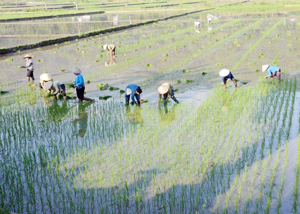 Đẩy nhanh tiến độ sản xuất vụ mùa ảnh 1