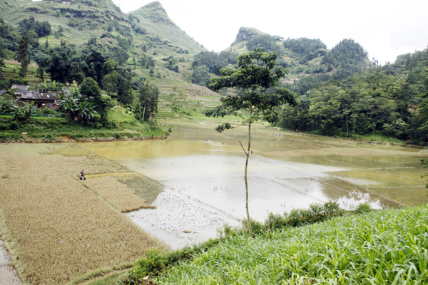 Kiểm tra diện tích lúaở xã Nấm Lư bị ngập úng.