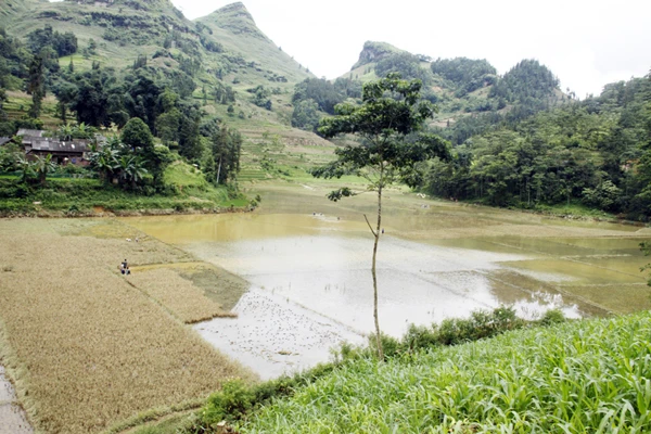 Kiểm tra diện tích lúaở xã Nấm Lư bị ngập úng.