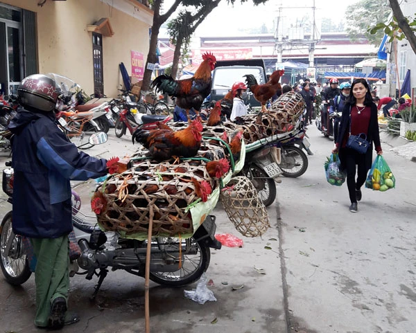 Giá gà ta giảm 10.000 – 20.000 đồng/kg mà vẫn ế. Giá gà ta giảm 10.000 – 20.000 đồng/kg mà vẫn ế.