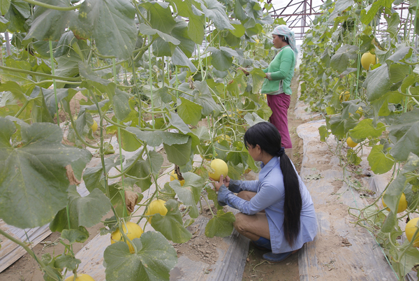 Sản xuất nông nghiệp công nghệ cao tại Hợp tác xã Song Kim. Sản xuất nông nghiệp công nghệ cao tại Hợp tác xã Song Kim.